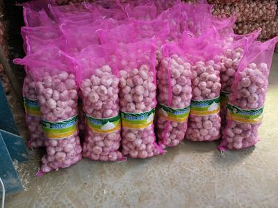 garlic