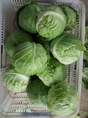 北京椰菜