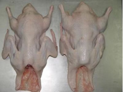 Frozen duck